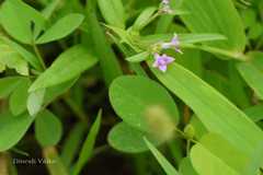Neanotis foetida